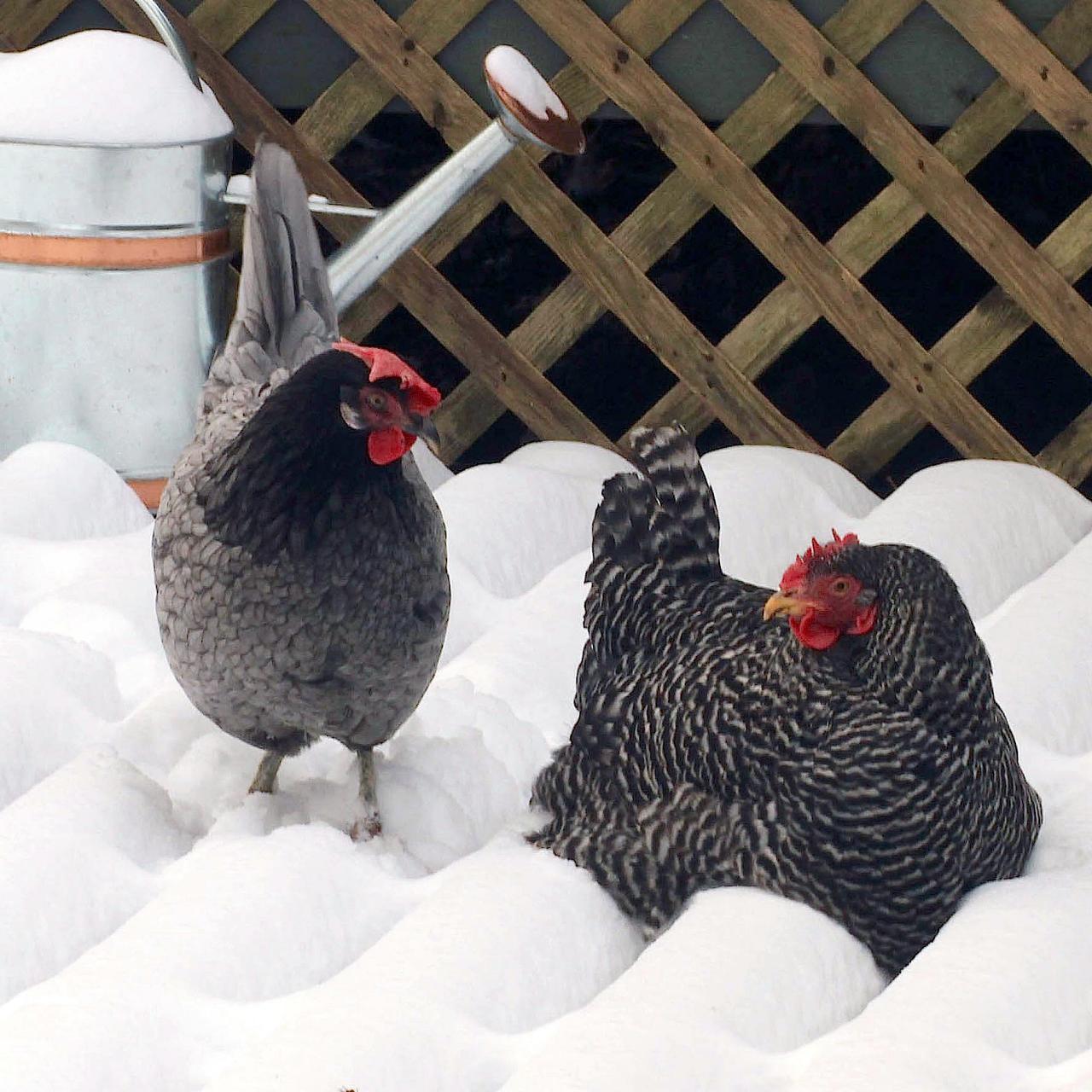 Top tips for raising chickens in cold weather