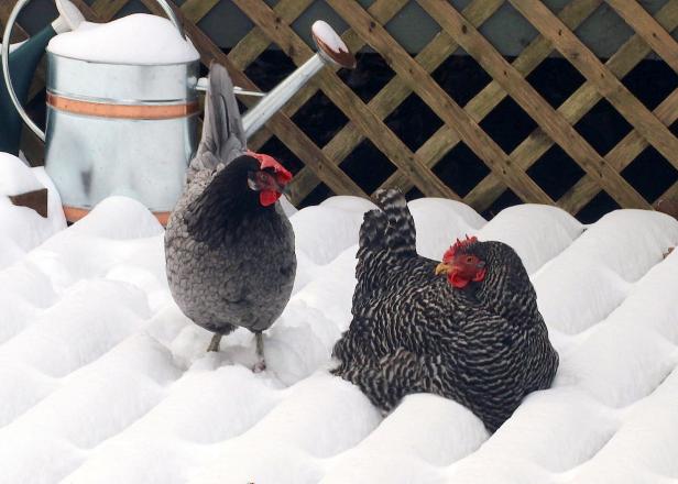 Hens will need a little help brooding chicks in winter months.