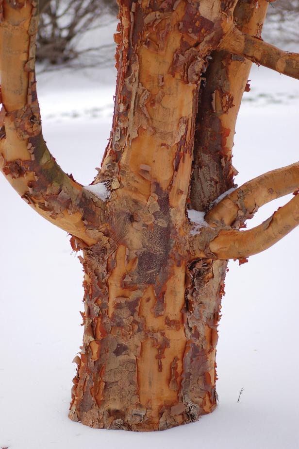 Paperbark maple exfoliates its bark to reveal an orange-cinnamon trunk.