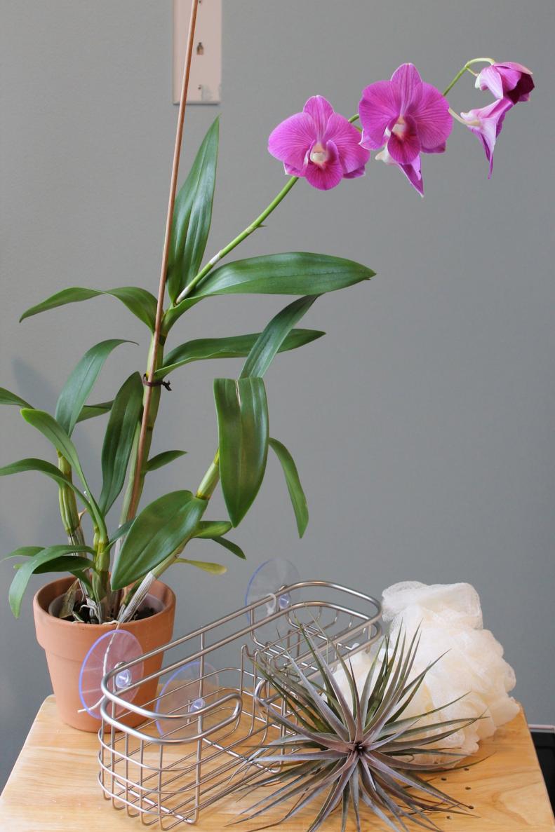 Make a gorgeous shower caddy garden with little more than an orchid, wire shower caddy, loofah and air plants.&nbsp;