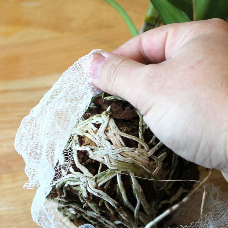 Wrap the loofah material around the root of the orchid.&nbsp;