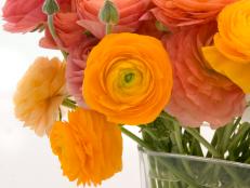Ranunculus, popular florist flowers, last a long time in cut arrangements and come in rich variety of colors. The large, delicate-looking blooms could be mistaken for flowers made out of tissue paper.