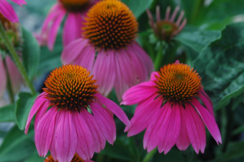 Sun loving Echinaceas, or purple coneflowers, rebloom nicely when you cut the flowers for vases or bouquets. Use them in wildflower gardens to attract butterflies, too.