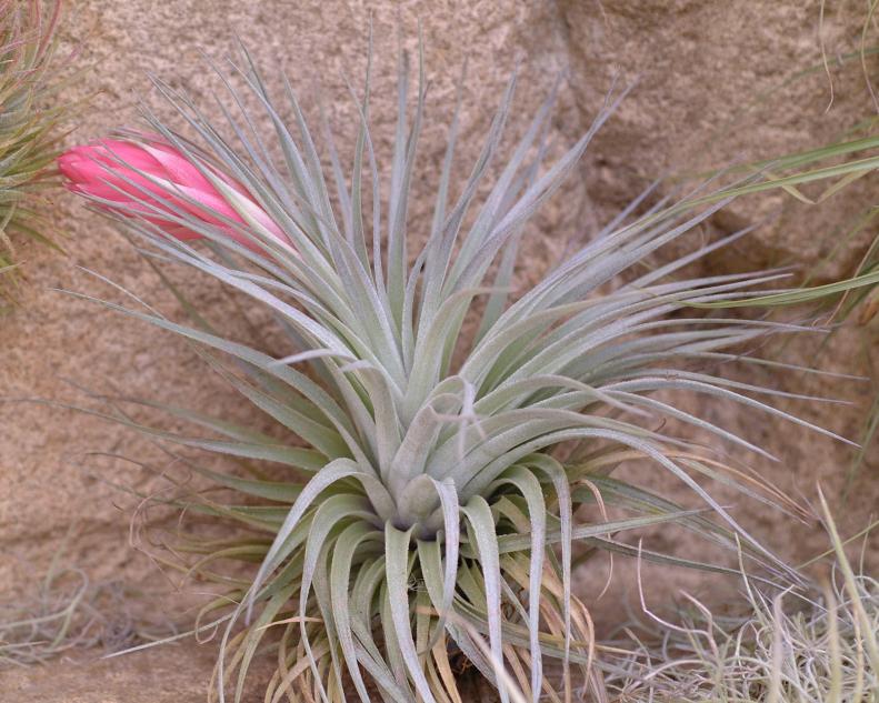 Air Plant Houseplant