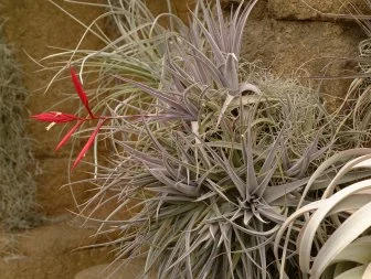 Air Plant Houseplant