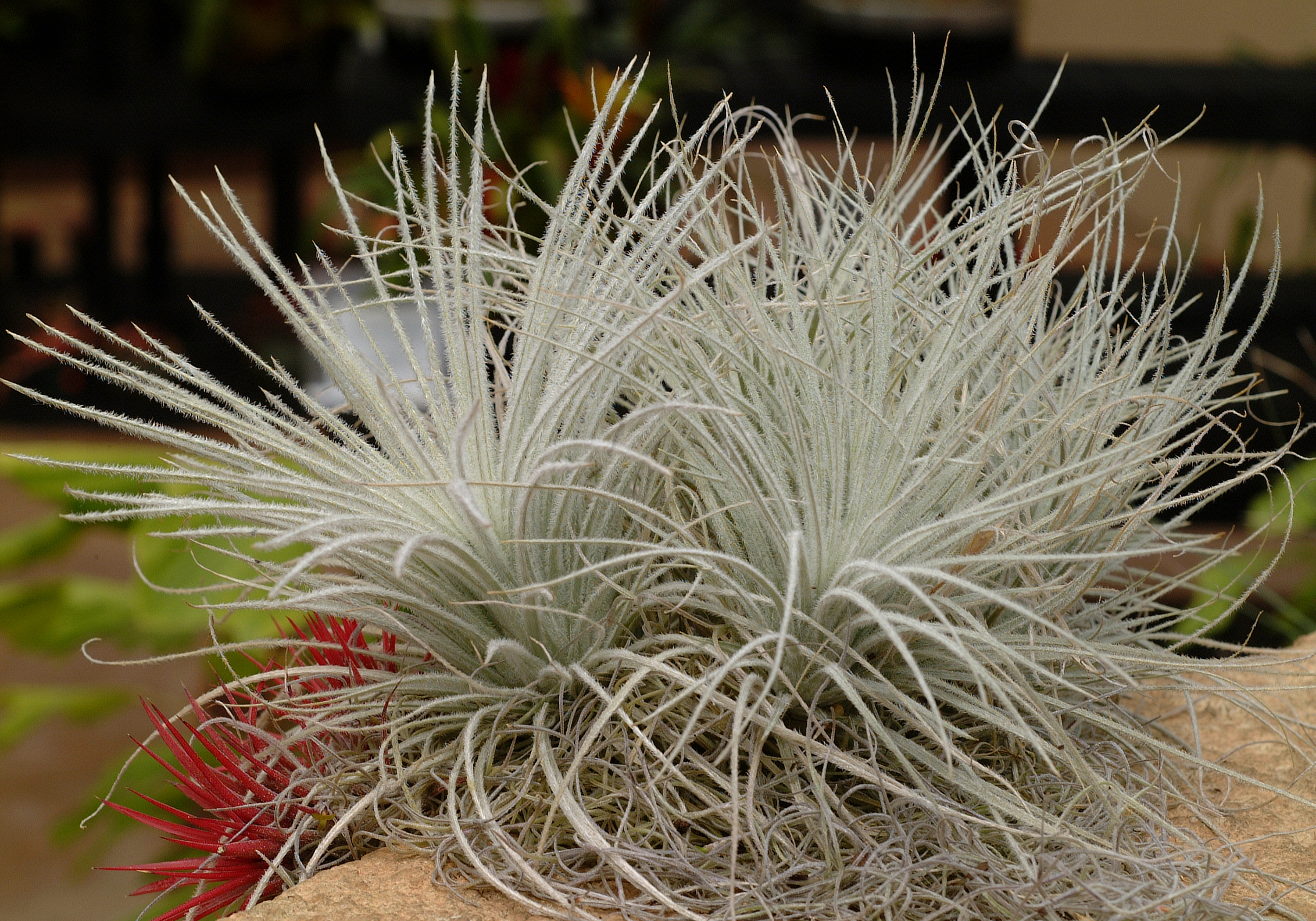 These plants. Тилландсия tectorum. Тилландсия Гарденера. Тилландсия Адриана. Тилландсия Сноу.