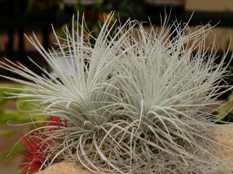 How to Grow and Care for Air Plants