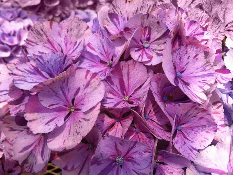 This hydrangea variety features an upright, mounded habit and spectacular peppermint candy variegation with pink and red-purple flowers.