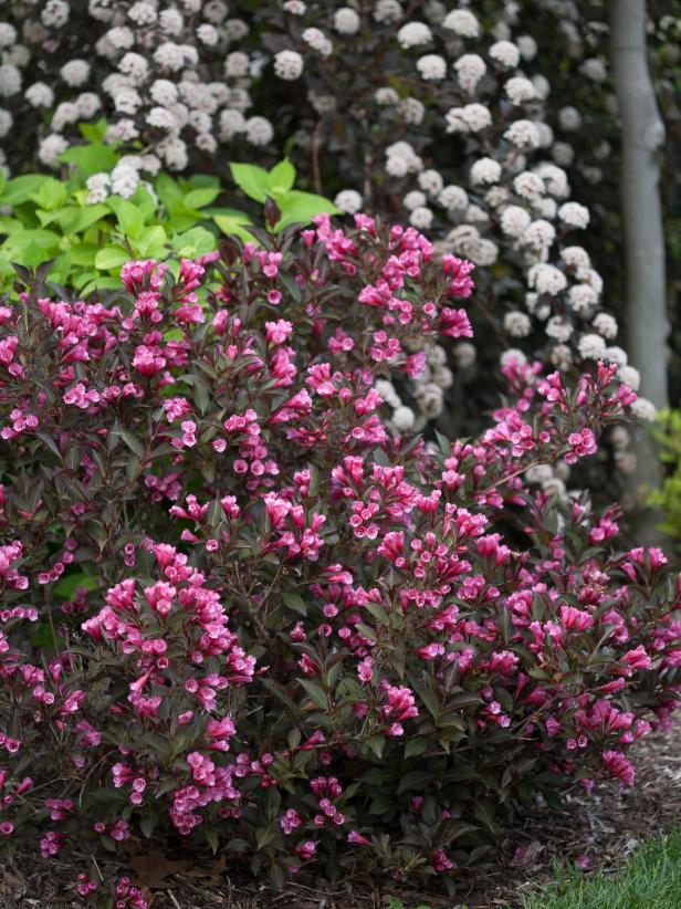 18 Best Flowering Shrubs For Sun Hgtv