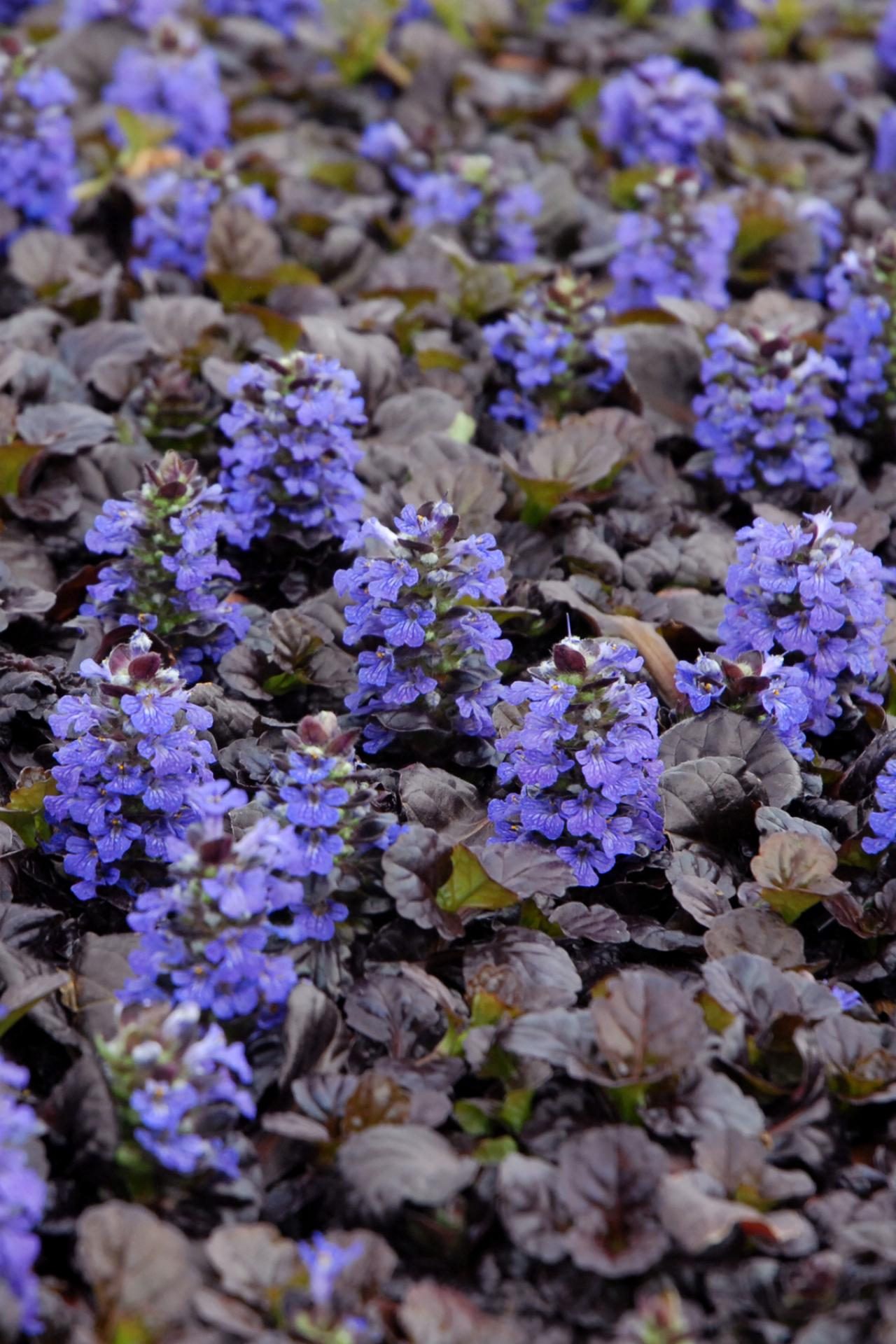 Bugleweed A Perennial Groundcover That, Ground Cover Plant With Blue Flower Spikes