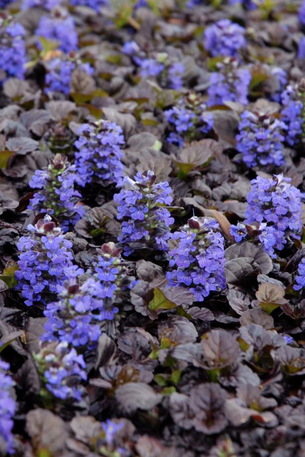 Bugleweed A Perennial Groundcover That, Flowering Ground Cover Part Shade