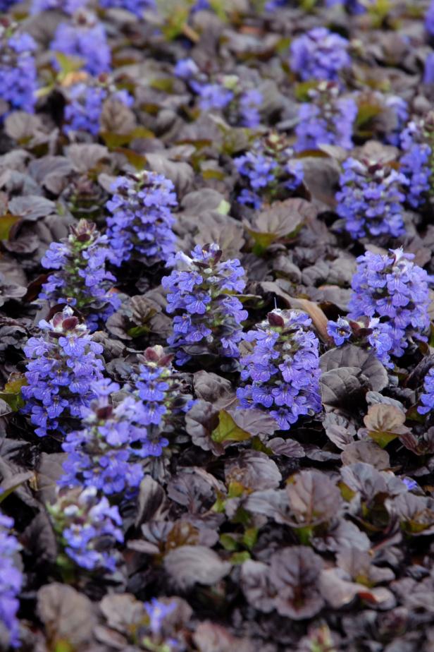 Ajuga, ground cover