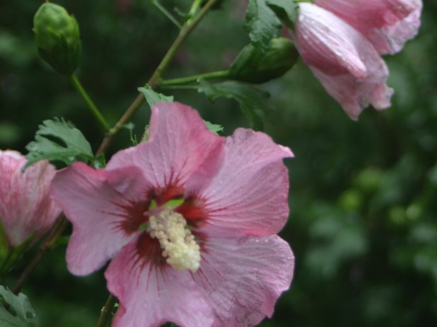 Planting and Growing Hibiscus Flower | HGTV