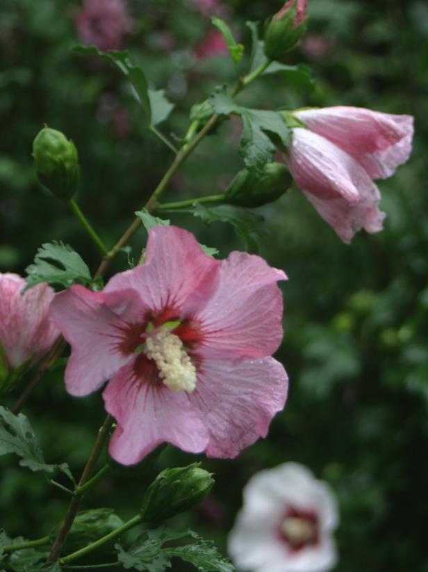 ‘Rose Satin’ Rose-of-Sharon (Hibiscus syriacus ‘Rose Satin’)