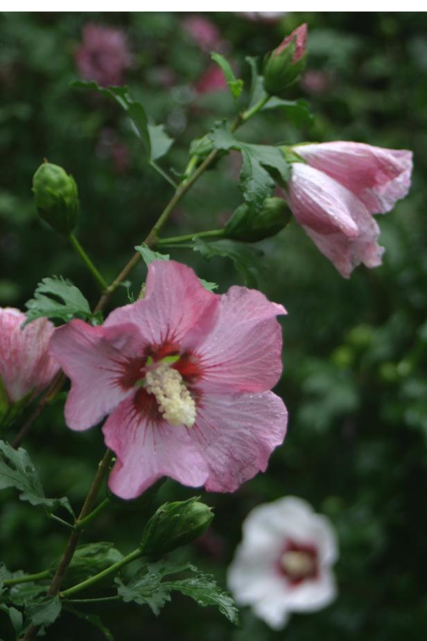 Rose-of-Sharon shrub