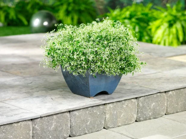 Top Filler Plants | HGTV