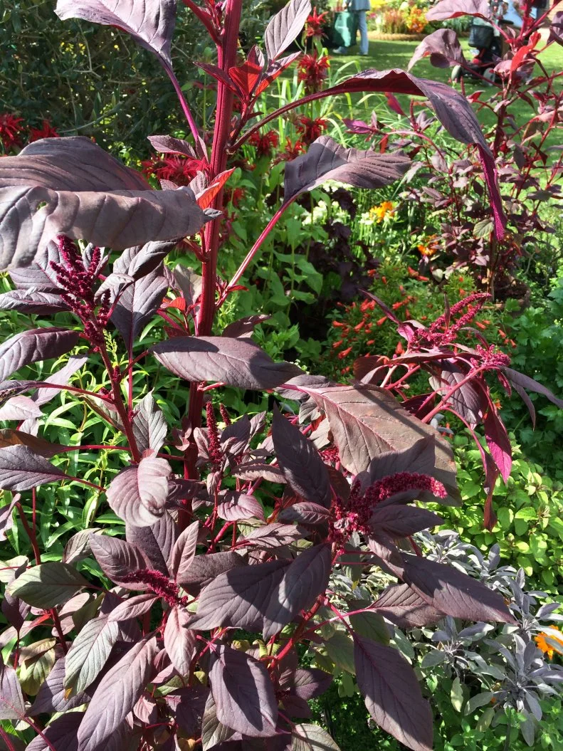 Many annuals, including this big, bold reddish amaranth, have stunning foliage as well as striking flowers.