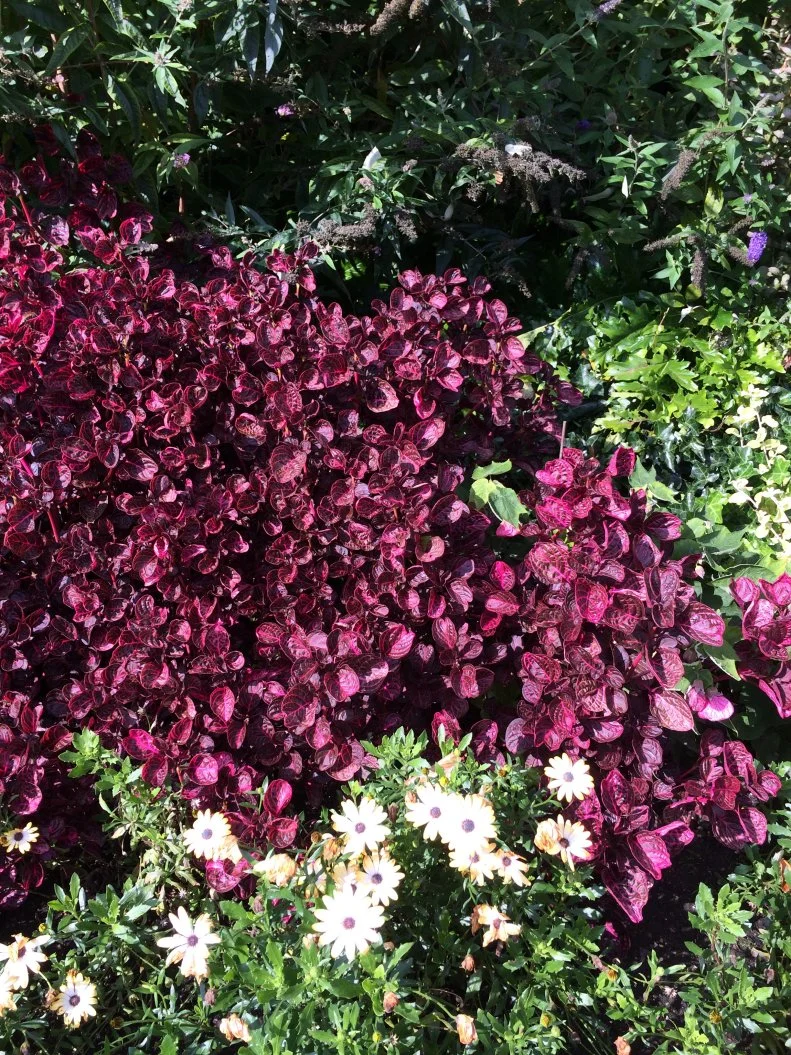 Now popular as a mass plant or filler in big borders at botanic gardens, this rugged old "pass-along" plant has gotten a huge boost with designers