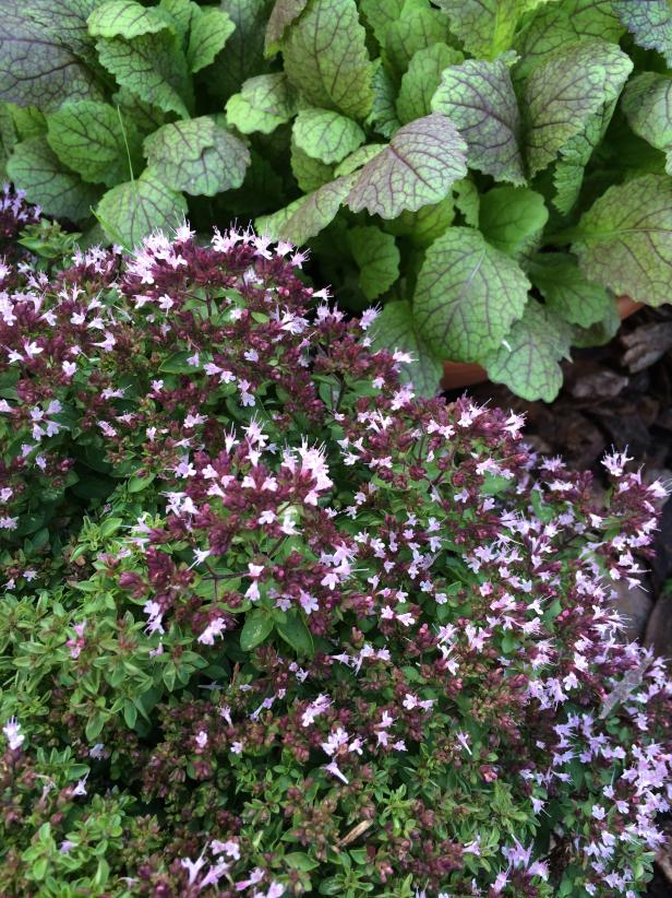 This compact marjoram has a perfect touch of burgundy in its flowers - great as a foreground plant in an ornamental flower bed
