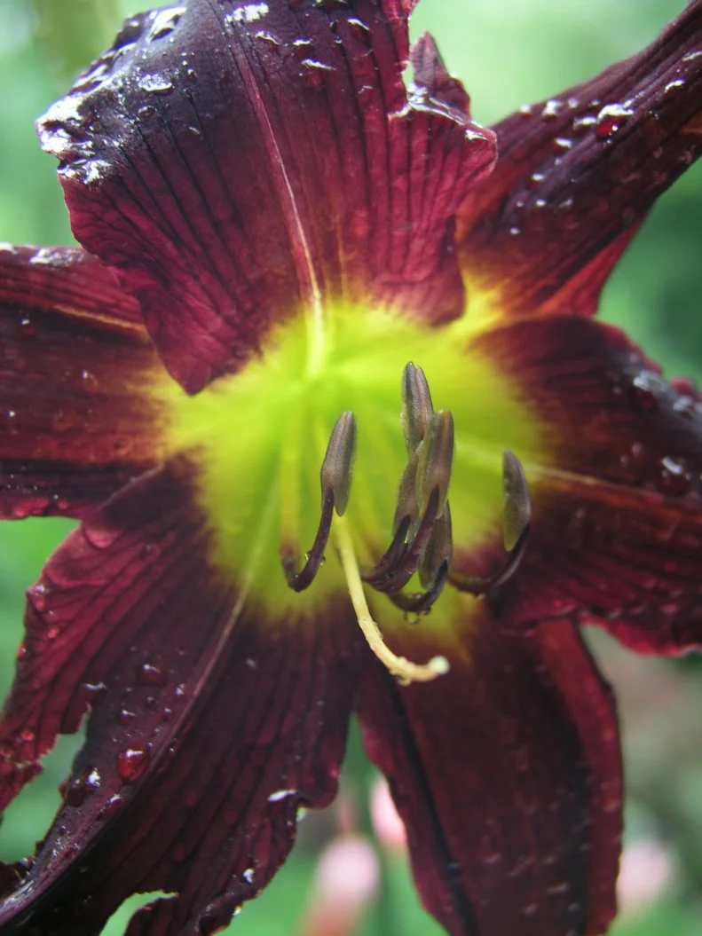 There are dozens of other burgundy, maroon, or near-black flower and foliage plants - daylilies,iris, oxalis, grasses... Too many to fit into one gallery. Hope this whets your appetite for trendy outside-the box color combinations!