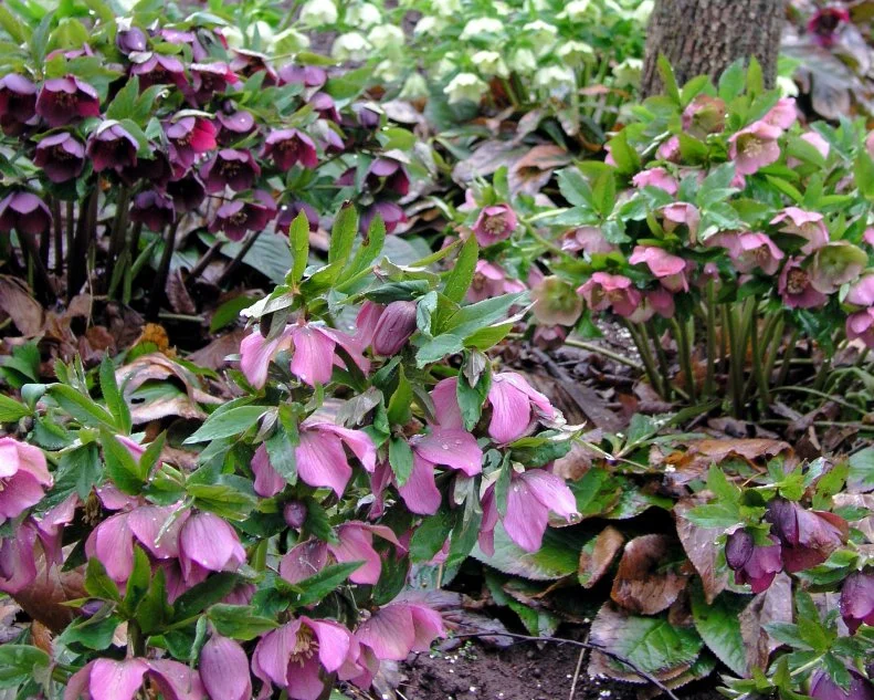 The most traditional Lenten rose (Helleborus orientalis) has dark foliage and mid-winter flowers that are all-burgundy or speckled.