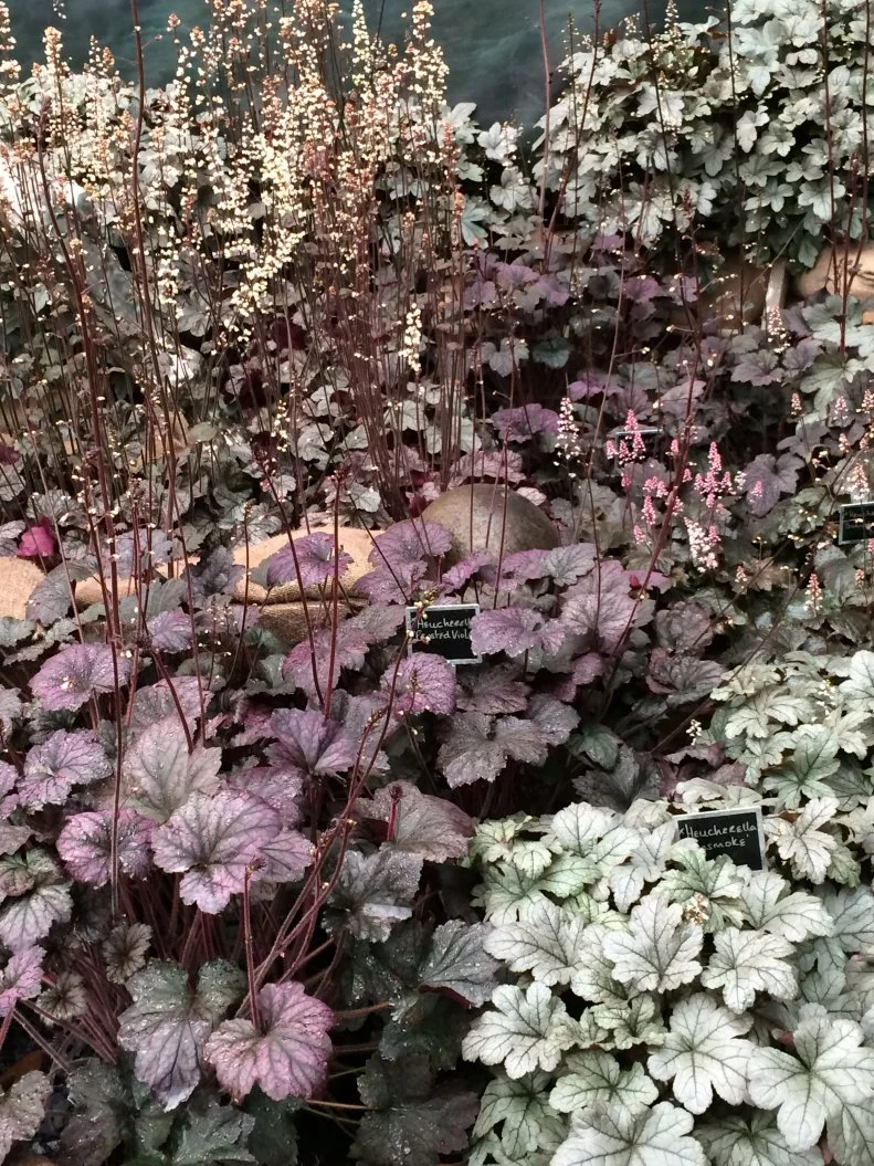 native Heucheras and closely related Heucherallas can be found with deep dark foliage and flowers