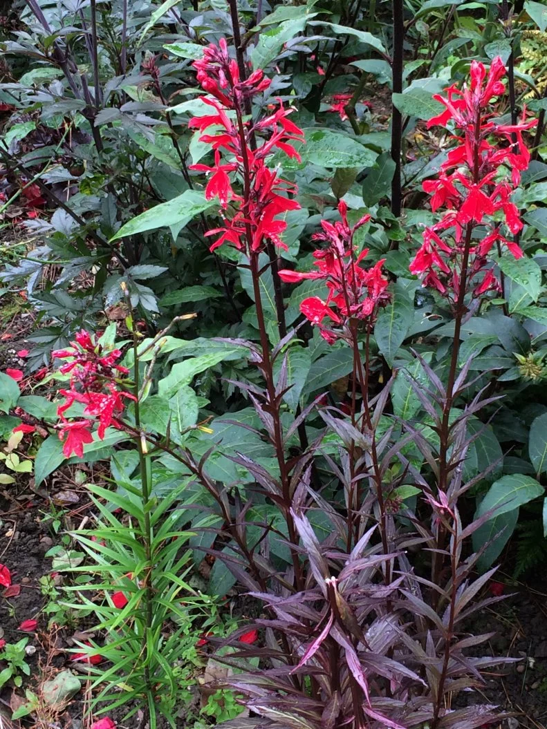 'Queen Victoria' is a spreading native perennial with burgundy foliage and red flowers for shade and wetland gardens.