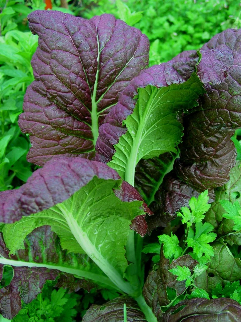 This excellent cool-season edible has eye-popping burgundy foliage and a hot, zesty flavor. It can survive temperatures down into the teens, and flowers with tall spires of yellow flowers in the spring.