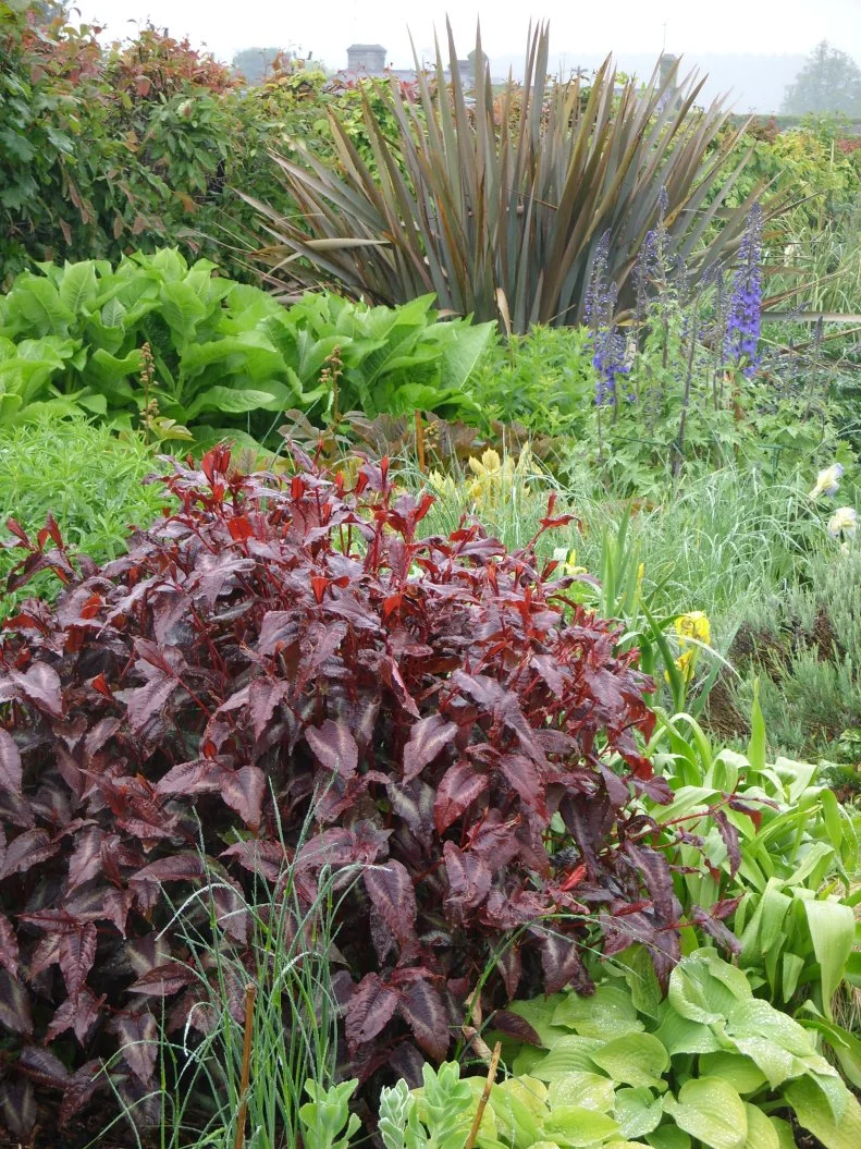 This spreading perennial can tolerate hard freezes, and is a stunning addition to the middle of a flower border
