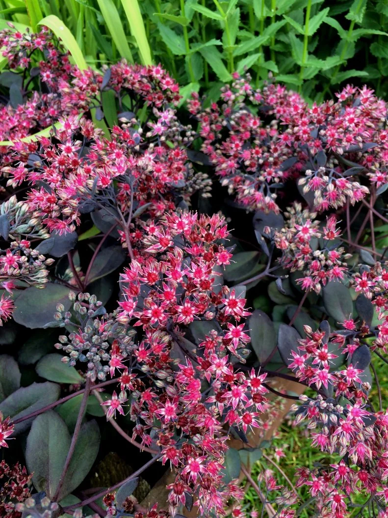 There are quite a few cold- and drought-hardy sedums with deep red, maroon, or burgundy foliage. 'Bertam Anderson' is a medium-size perennial for containers, rock, or cascading wall gardens.