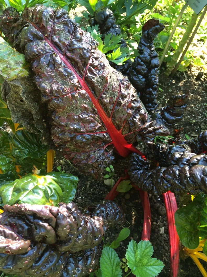 Swiss chard has slick, shiny foliage and tolerates very cool temperatures, making it one of the most colorful edibles in the vegetable, flower, or container garden.