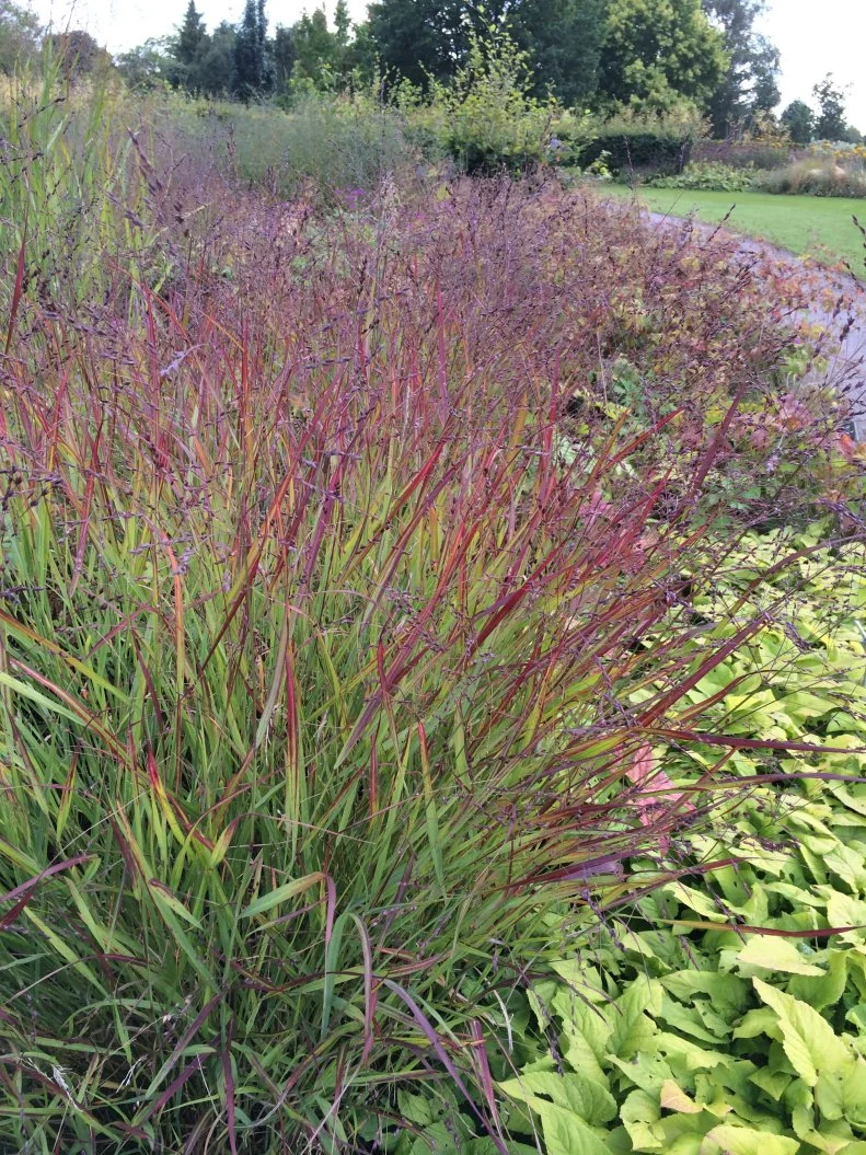 'Cheyenne Sky' is one of several outstanding native switchgrasses with burgundy tipped foliage. There are other ornamental grasses with all-burgundy foliage, but this one is best in masses or naturalistic settings.