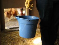 Cleaning Chicken Coop