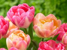 This double tulip, 'Creme Upstar,' has a sweet fragrance. Watch for a color change when the flowers open in late spring; the cream, apricot, pink, and rose-colored blooms become richer and more intense as they age.
