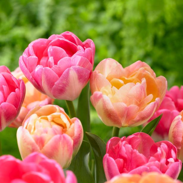 This double tulip, 'Creme Upstar,' has a sweet fragrance. Watch for a color change when the flowers open in late spring; the cream, apricot, pink, and rose-colored blooms become richer and more intense as they age.
