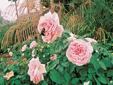 Antique roses with companion plants