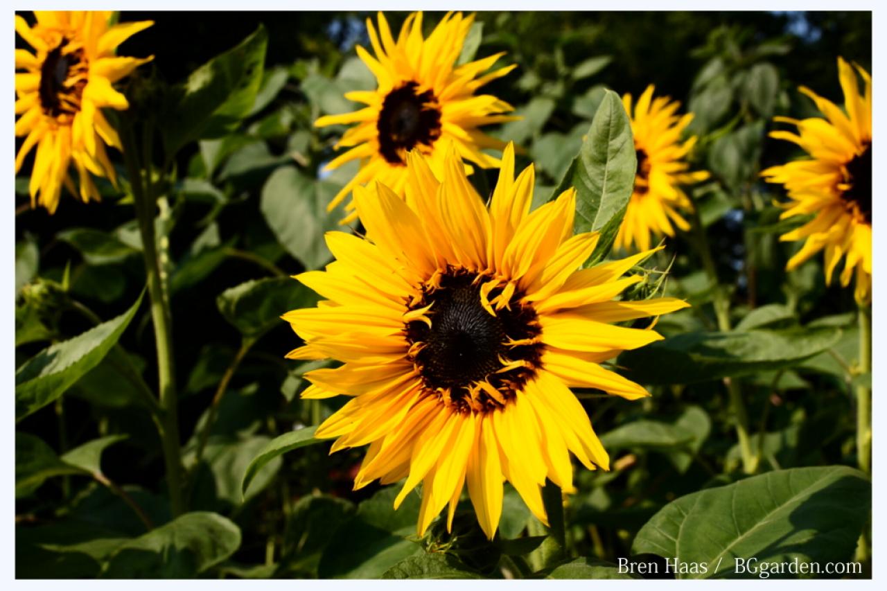 Growing Sunflowers Learn When to Plant and How to Grow Sunflowers ...