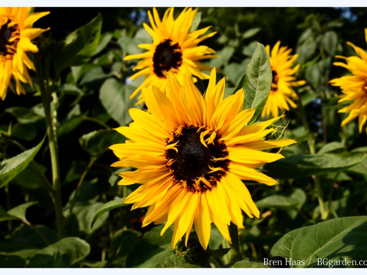 Growing Sunflowers Learn When To Plant