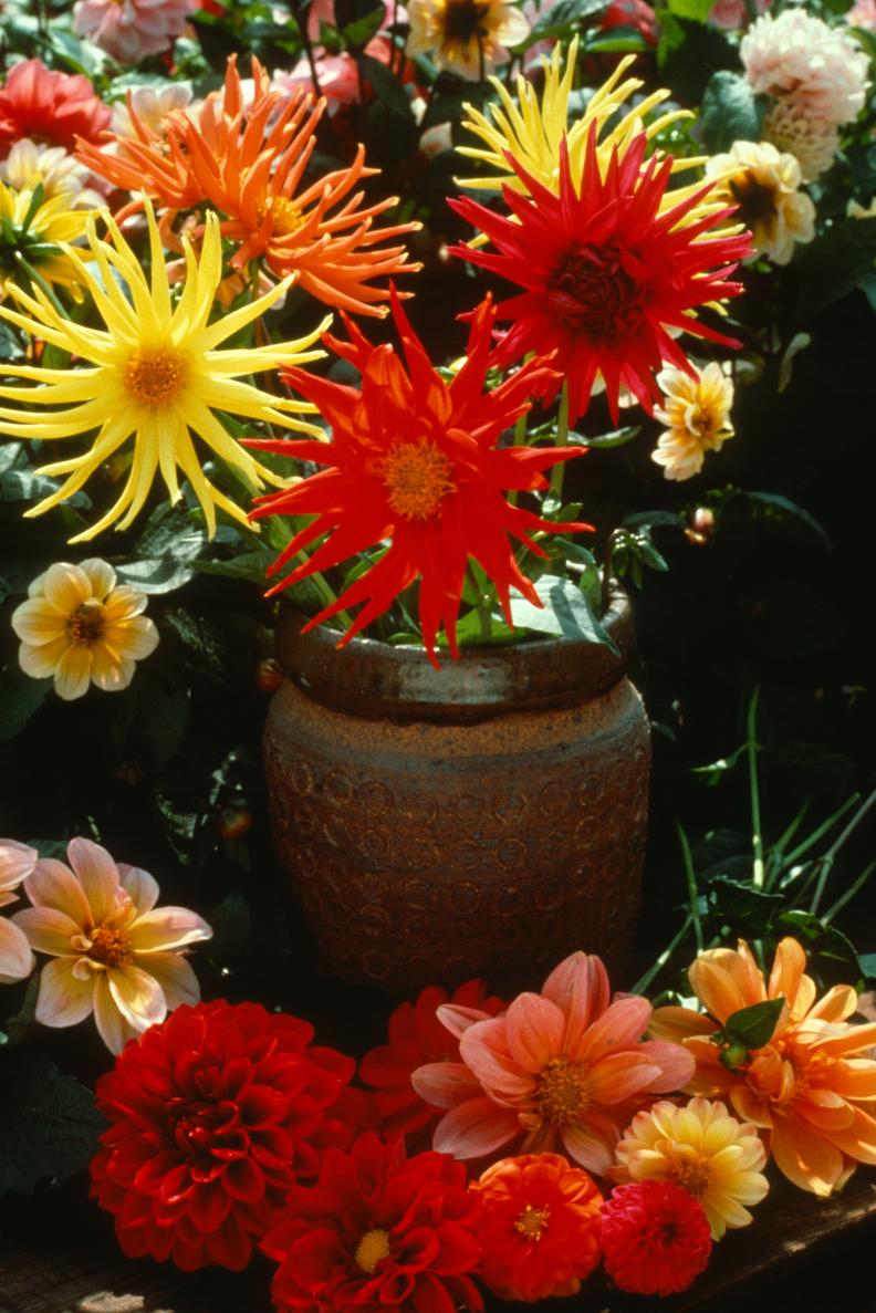 Splurge on a ceramic planter to add an eye-catching element to your garden or front entryway, even if the plants aren't expensive. This one is filled with dahlias.