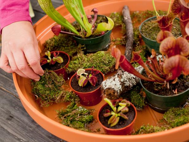 Create a Carnivorous Plant Garden