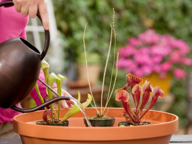 Create a Carnivorous Plant Garden