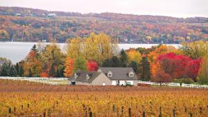 Finger Lakes Vineyard in Autumn