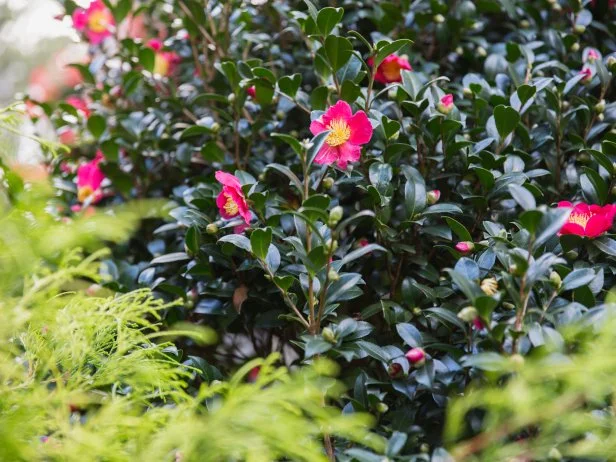 For fall color from flowering shrubs, you can't beat Camellia sasanquas. This one, 'Yuletide,' has rosy red blooms and flowers from fall through the Christmas holidays.
