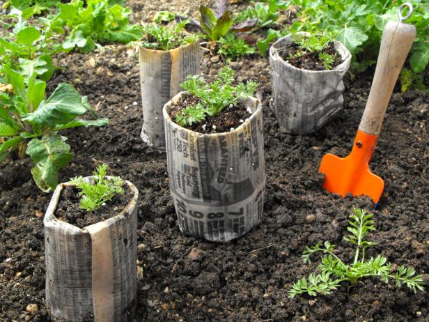 DIY Seed Starting Trays: 7 Easy, Inexpensive Containers to Try