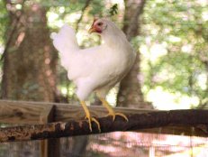 Chicken on Roost