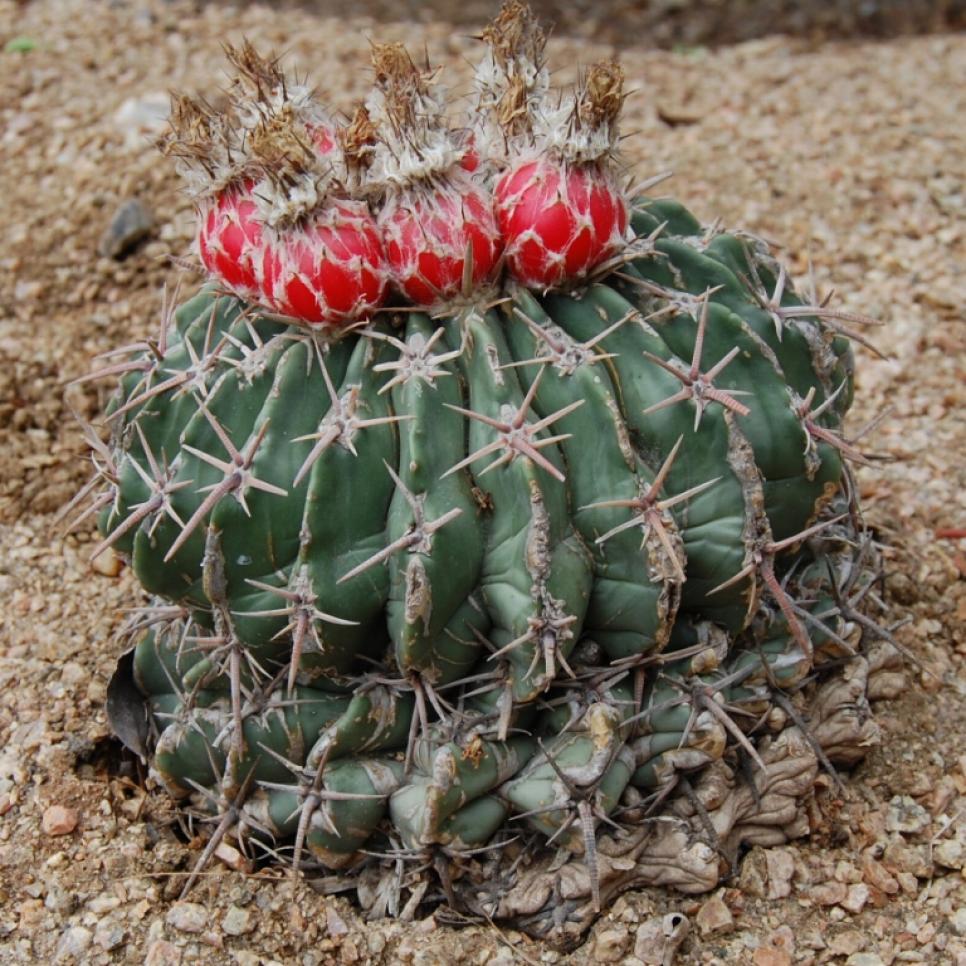 Horse Crippler Cactus