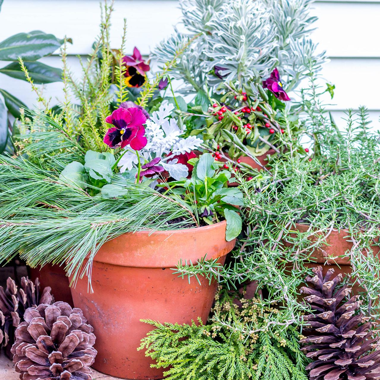 14 Cheerful Winter Container Gardens