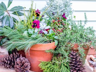 Evergreen Greenery  in Terra Cotta Pots and Pinecones