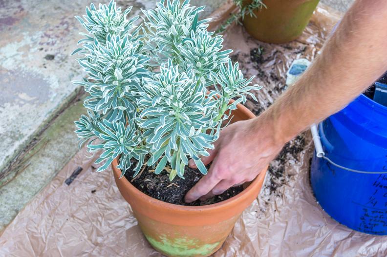 Winter Planters