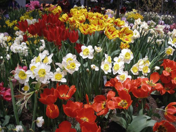 Tulips are among the showiest of all spring flowering bulbs